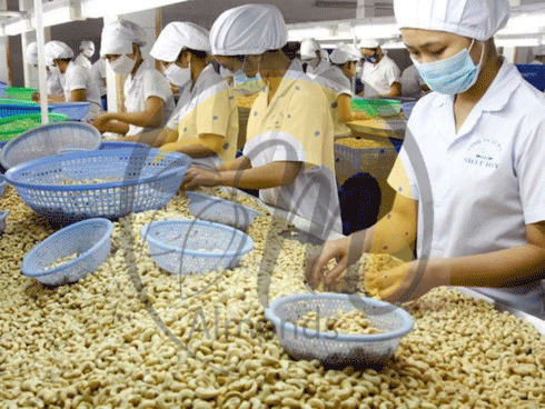 قیمت روز بادام هندی